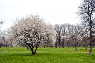 Obraz premium white blooming tree in spring