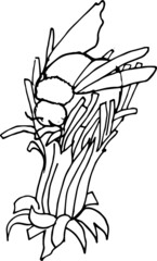 Isolated BEE IN A DANDELION, hand drawn, black and white, Vector EPS 10. Use for print on dishes, greeting card, invitations, textiles, books, wallpaper, fabric, wrappers, decor, card, illustration.