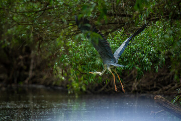 Grey heron 