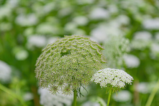 Close up shot of Ammi visnaga blossom