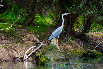 Grey heron 