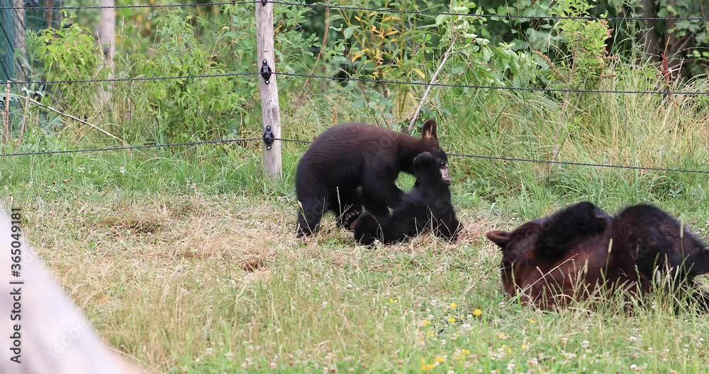 Canvas Prints baby black bear playing in the nature