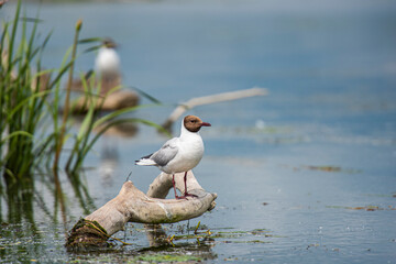 Wild life on the river