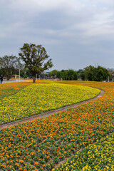 Many colorful Pansy flower blossom on the ground