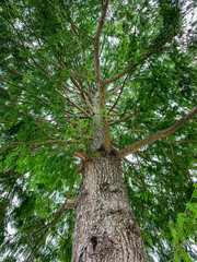 tree in the forest