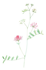 Wildflower in watercolor