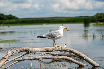 Wild life on the river