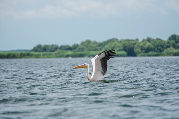 Beautiful Pelican