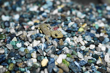 house gecko on gravel, Japanese house gecko, Yamori