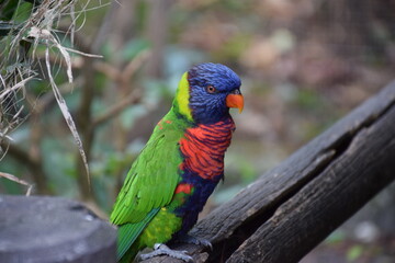 rainbow lorikeet parrot