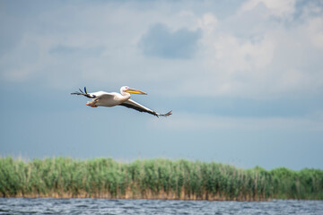 Beautiful Pelican