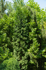 Beautiful evergreen landscaped garden. Evergreens against blue sky. Close-up. Atmosphere of relaxing holiday, pacification, of happiness and love. Nature concept for design.