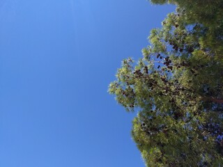 Sky, rock, tree