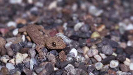 house gecko on gravel, Japanese house gecko, Yamori