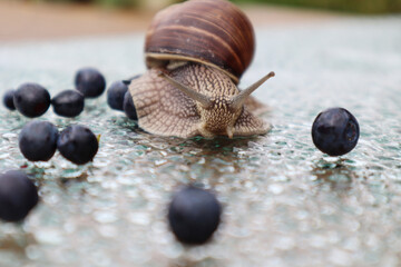 Grape snail close up with blueberries on a glass background