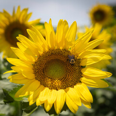 Sunflower Heads on a Sunny Summer Day in a Sunflower Field