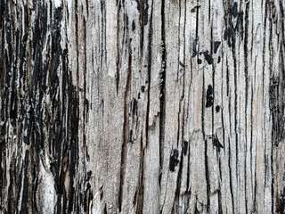 Texture of the trunk of a robust tree. Wood background.