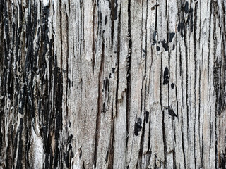 Fototapeta premium Texture of the trunk of a robust tree. Wood background.