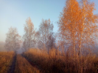 autumn forest in the fog