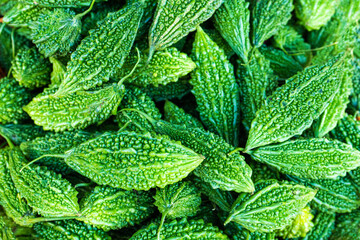 Batch of green fruits of bitter melon. Asia momordica vegetable