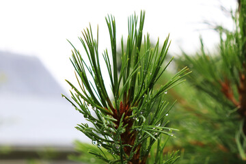 green background of pine branches after rain