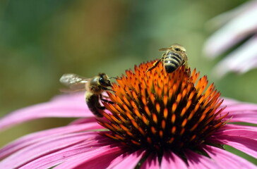 Bienen auf einem roten Scheinsonnenhut