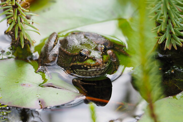 Gr&uuml;ner Frosch