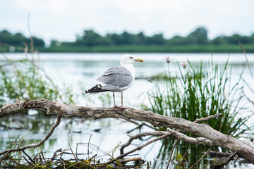 Landscape in the wild river