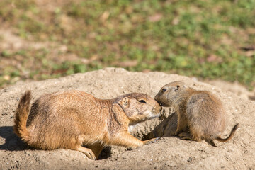 Naklejka na ściany i meble Adorable Marmot Marmot kisses its mom. black-tailed prairie .Cynomys ludovicianus