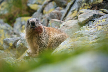 Portrait of a marmot in the mountains in its natural habitat