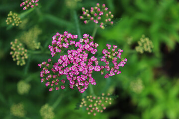 Yarrow pink flowers in the garden