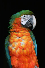 blue and yellow macaw