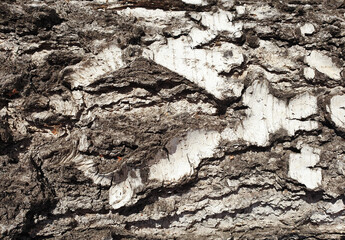 The texture of the tree bark