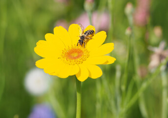 Biene auf Blume