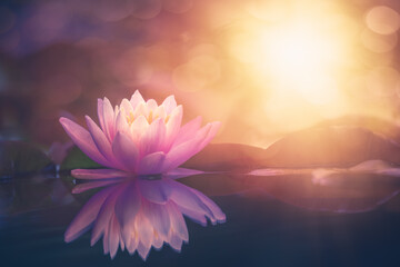 pink lotus flower in water with sunshine - Powered by Adobe