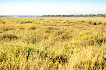 Salt marsh landscape in southern Spain on a sunny day. Huelva, Andalusia, Spain