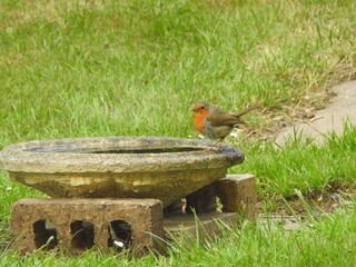 Robin on bird bath