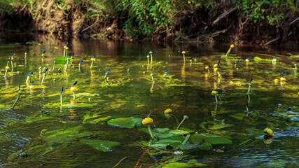 Blue dragonfly on yellow water lillies