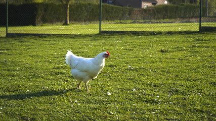 White leghorn (livorno) chicken (known for laying the most eggs of all chickens) walking around on the farm in the afternoon