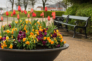 Fototapeta na wymiar A large planting of tulips and other flowers sits in front of a Copenhagen Bench in Denmark.