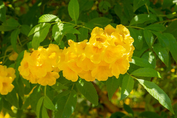 yellow flowers on tree on green leaves background