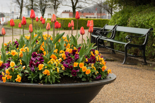 A large planting of tulips and other flowers sits in front of a Copenhagen Bench in Denmark.