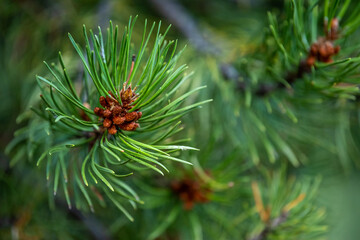 Closeup of young pine branch with long needles and small pine cones.