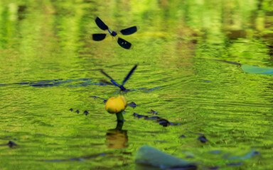 Blue dragonfly insect flying on water lilie