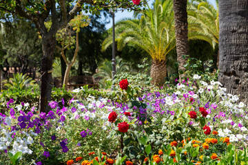 Flowery garden with petunias, roses, palm trees and other trees. Multicolor, beautiful landscape in Spanish garden