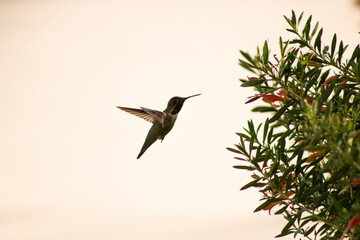 hummingbird in flight