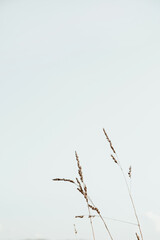 Closeup of cocksfoot / bluegrass stalks against the blue sky. Minimal nature background.