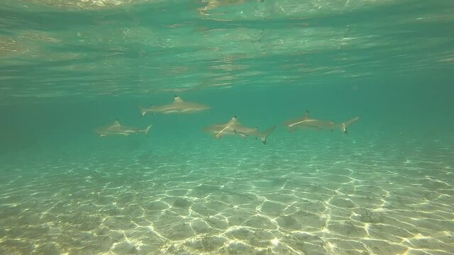 Requins de lagon &agrave; Taha'a, Polyn&eacute;sie fran&ccedil;aise