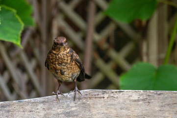 Juvenile blackbird, turdus merula, perched on wooden fence