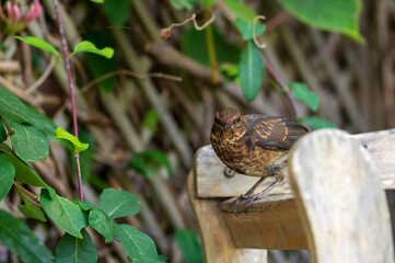 Juvenile blackbird, turdus merula, perched on wooden fence